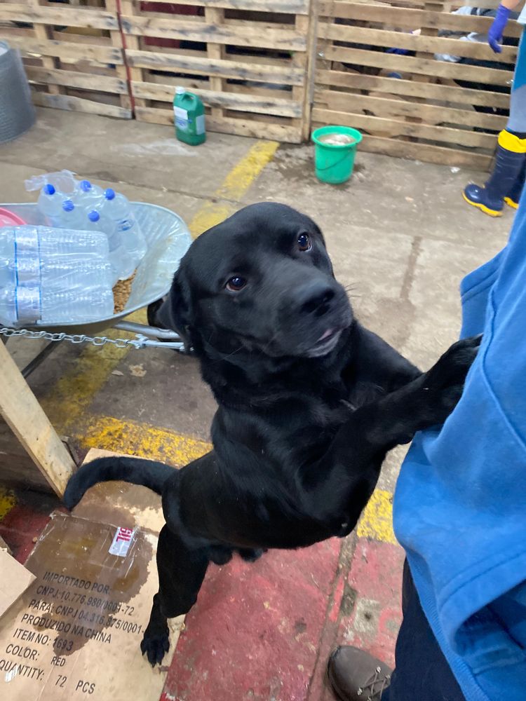 Cão