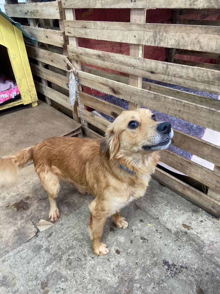 Cão