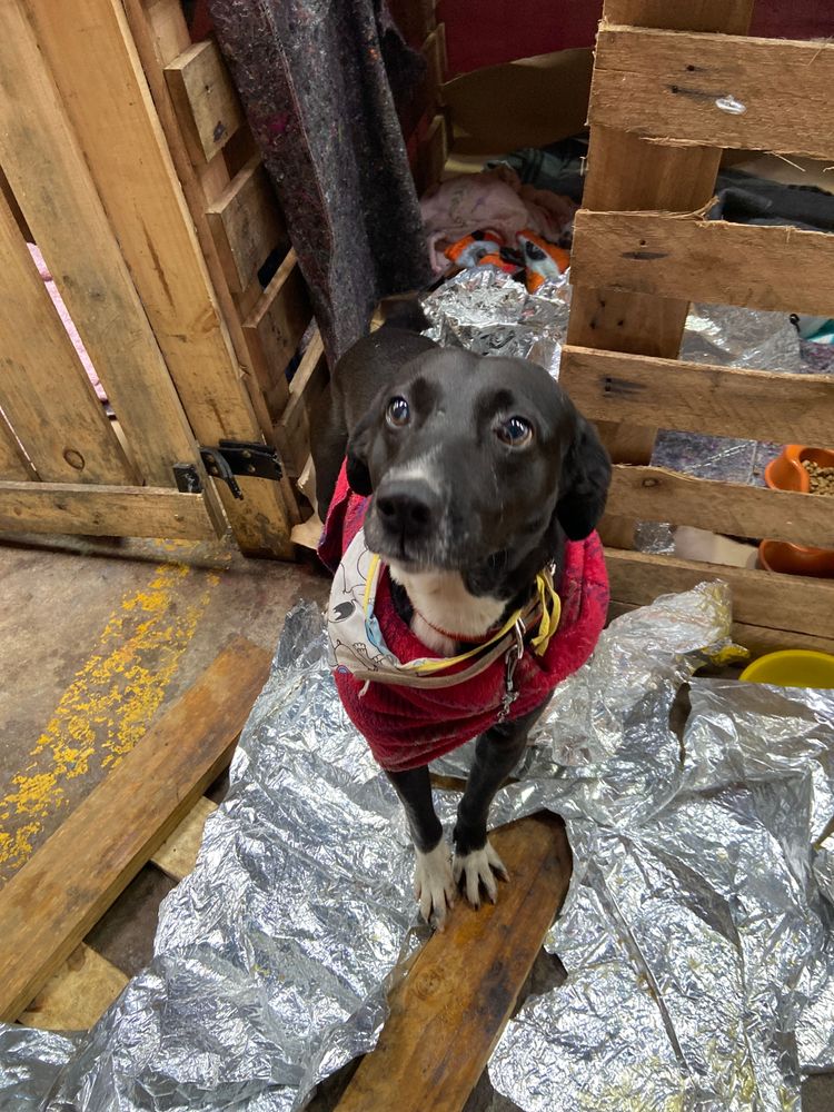 Cão