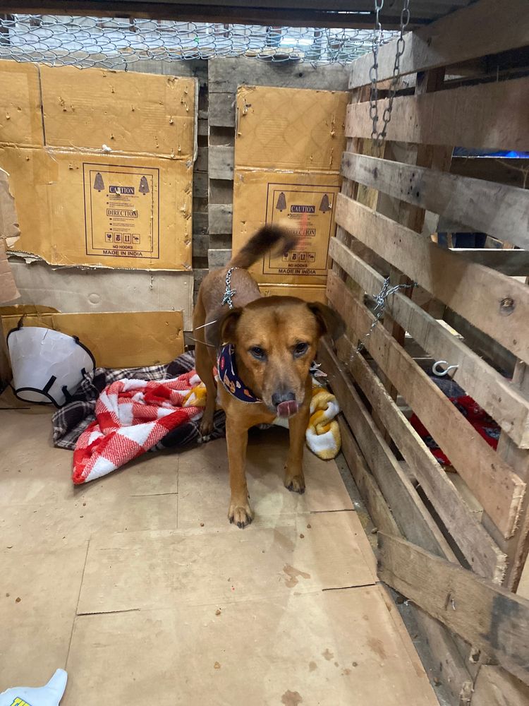 Cão