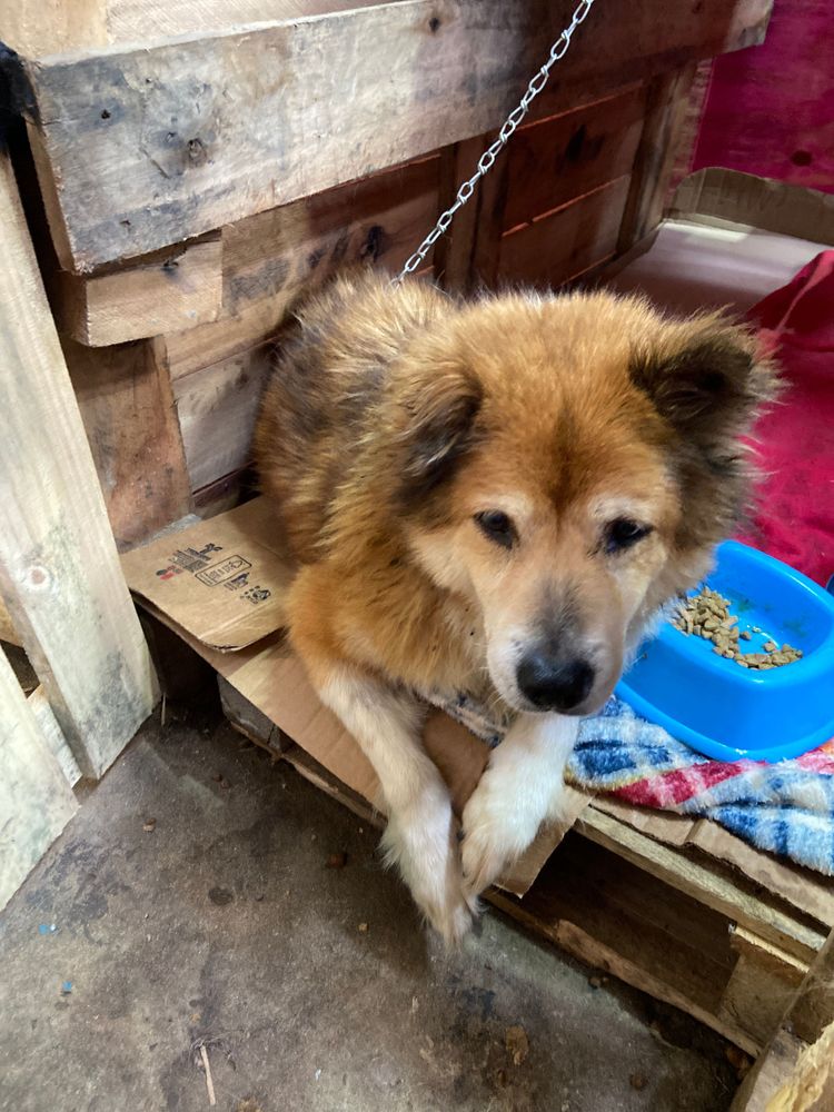 Cão