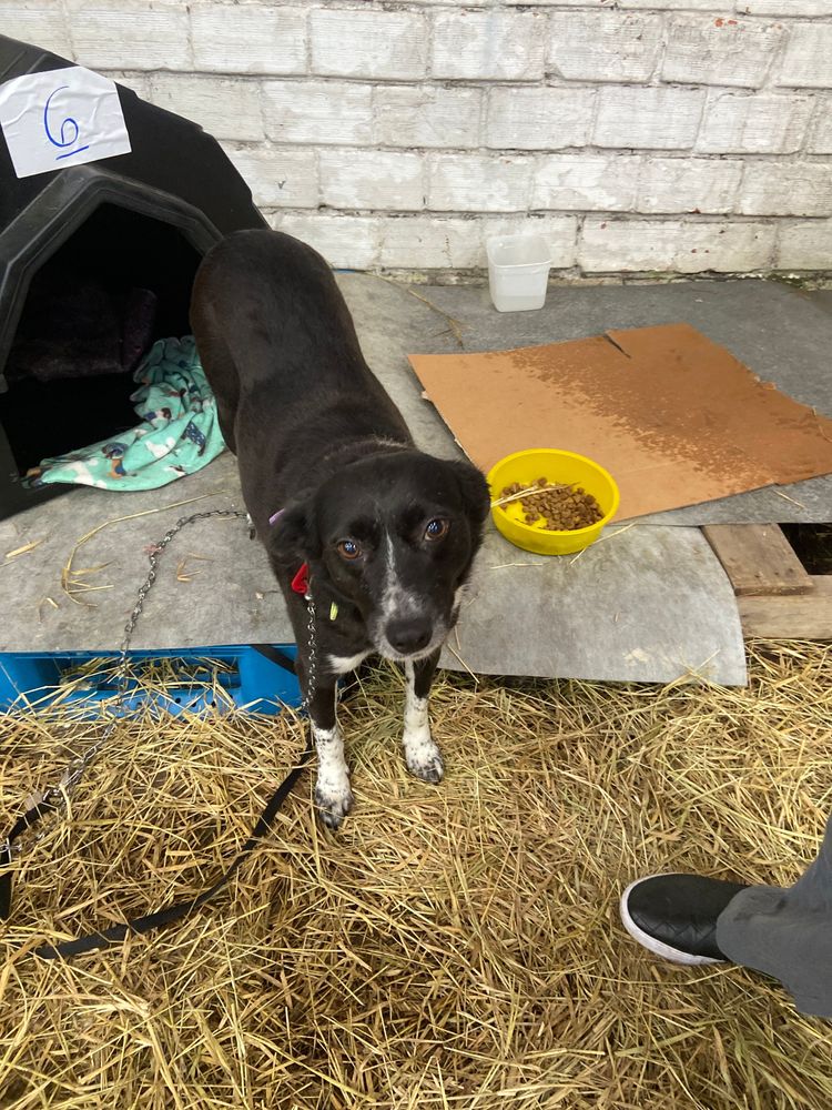 Cão