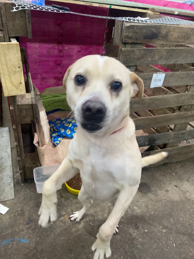 Cão