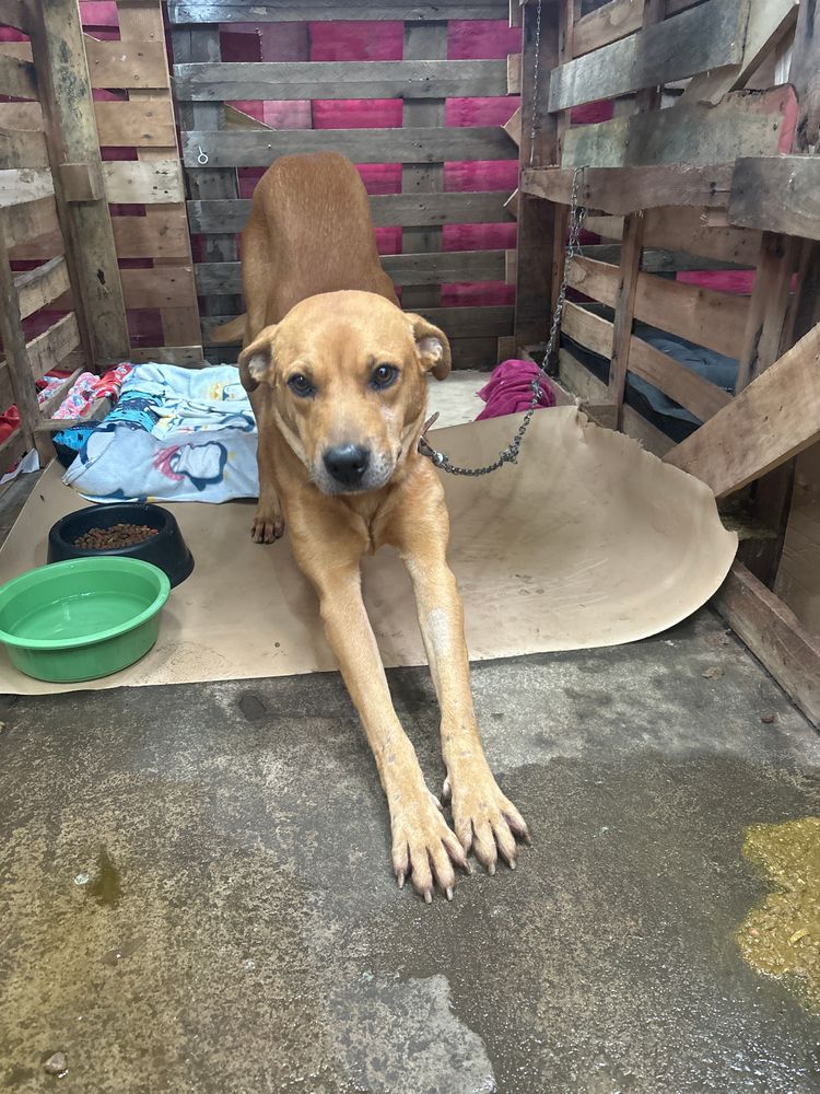 Cão