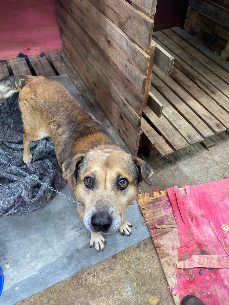Cão