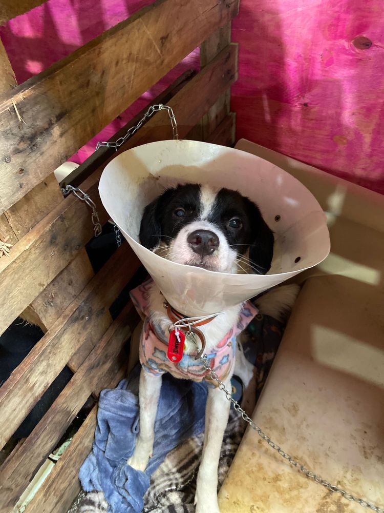 Cão