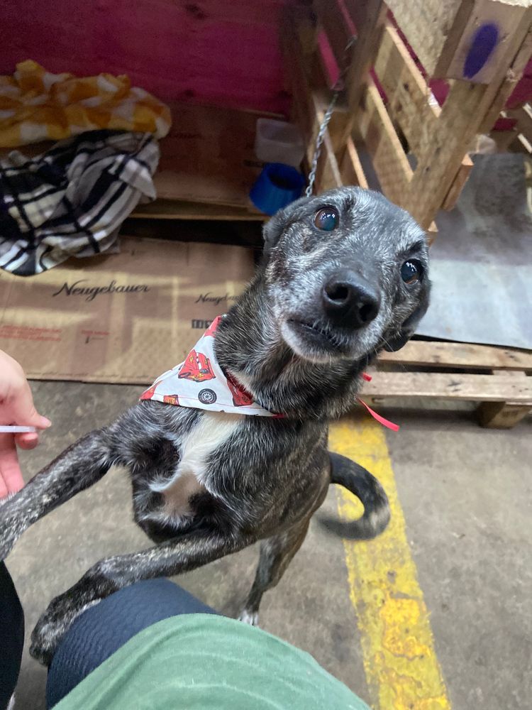 Cão