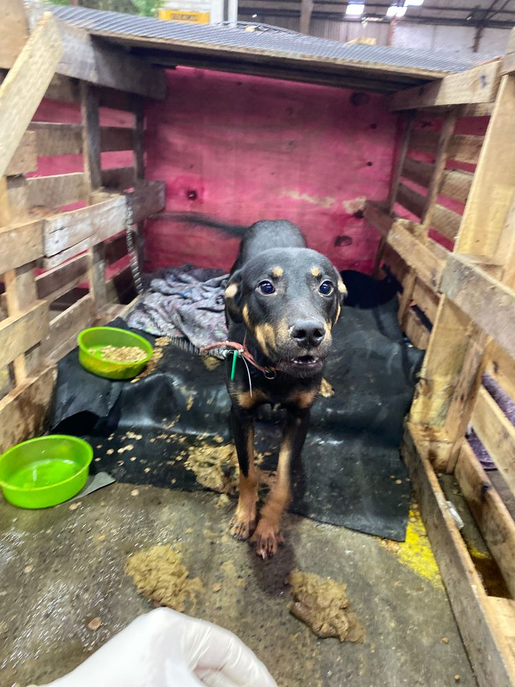 Cão