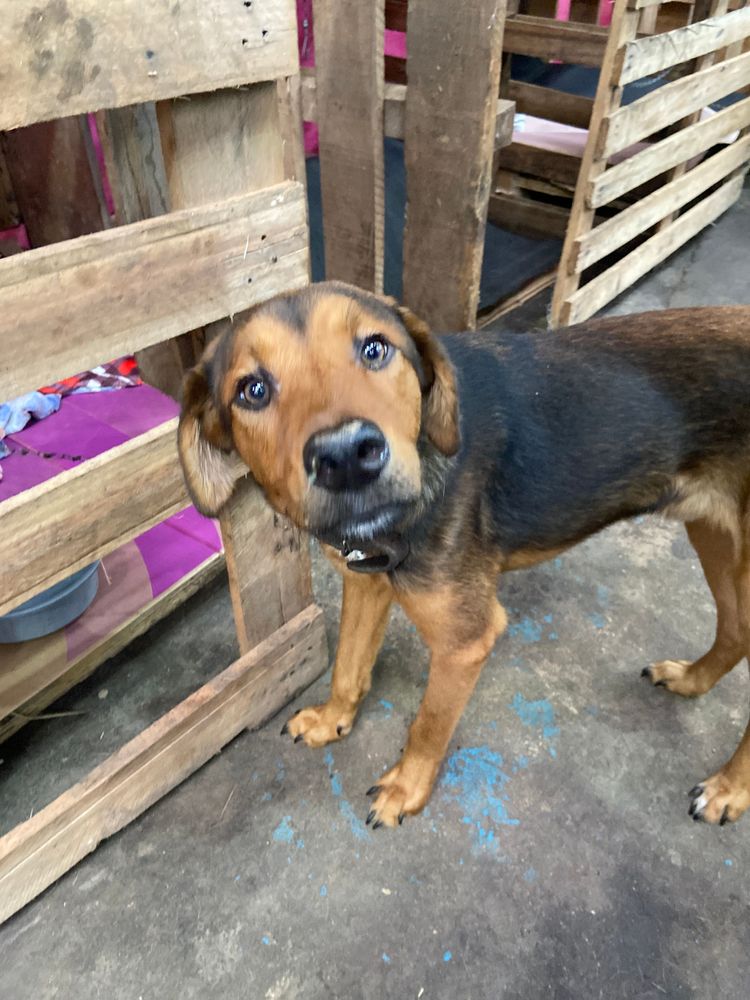 Cão