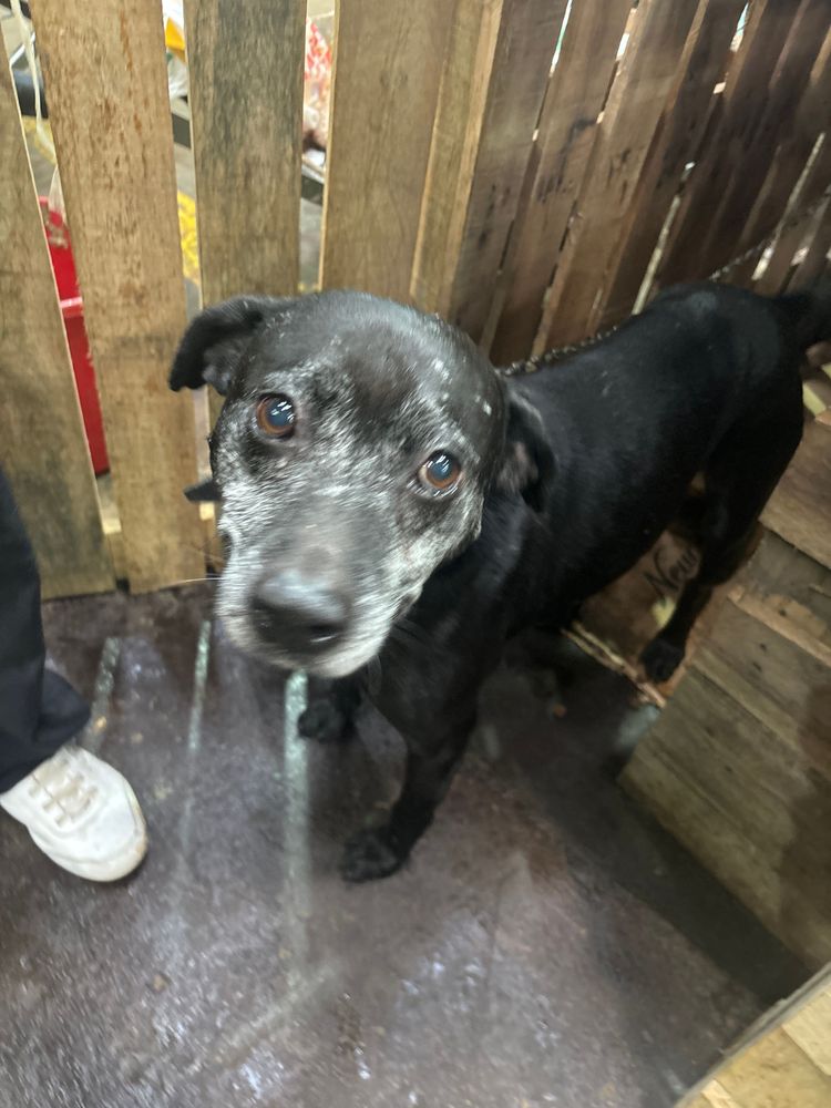 Cão