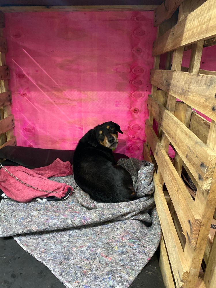 Cão