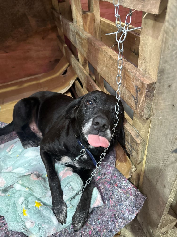 Cão