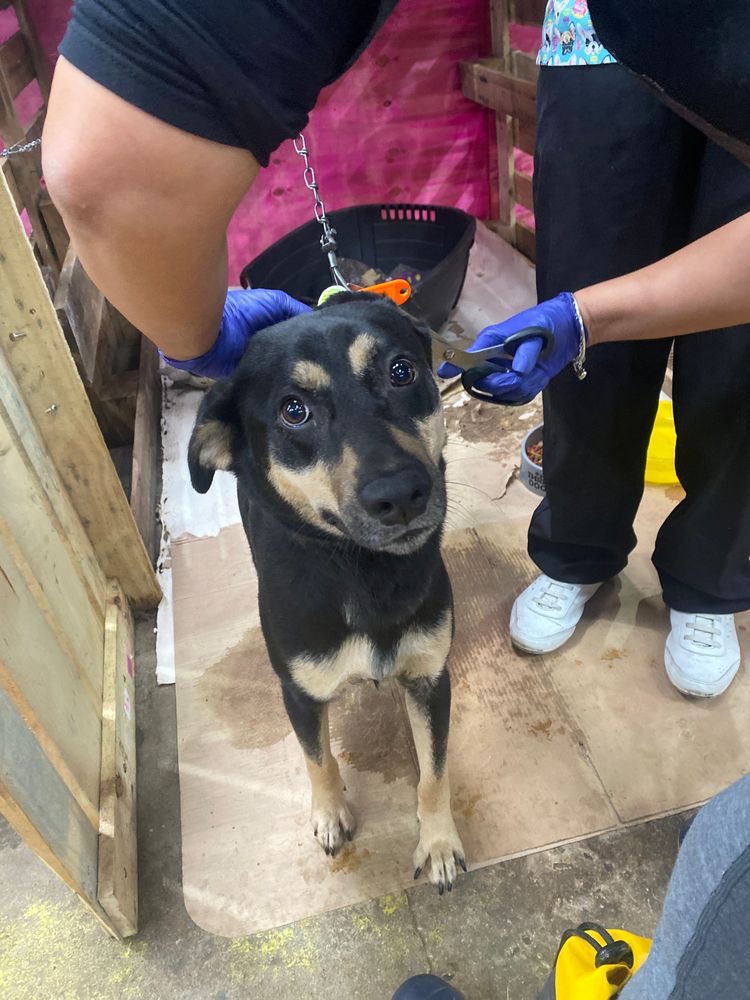 Cão