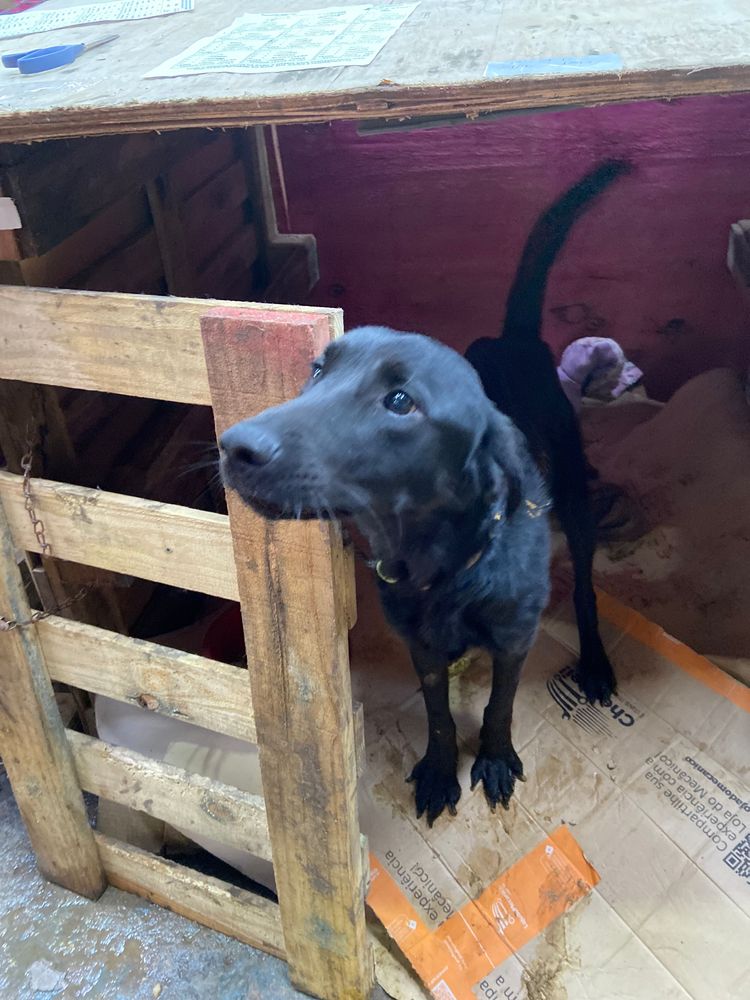 Cão