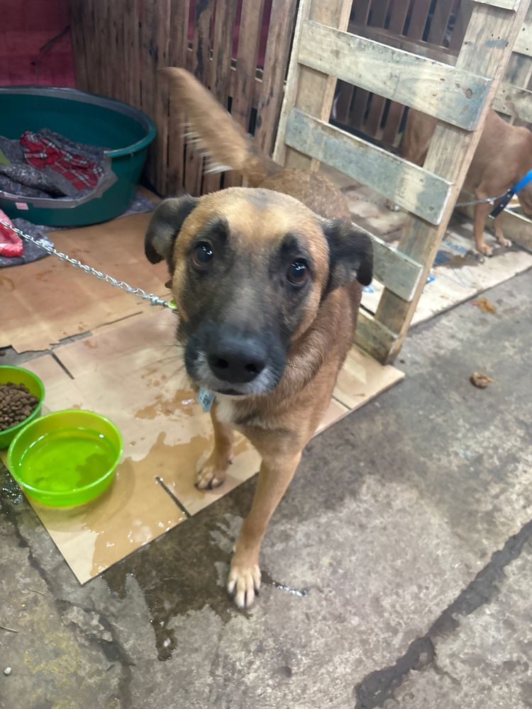 Cão