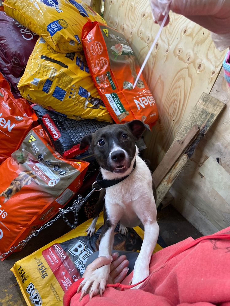 Cão