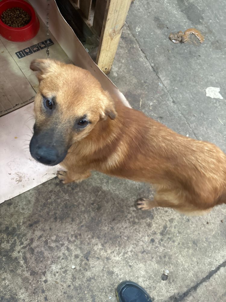Cão