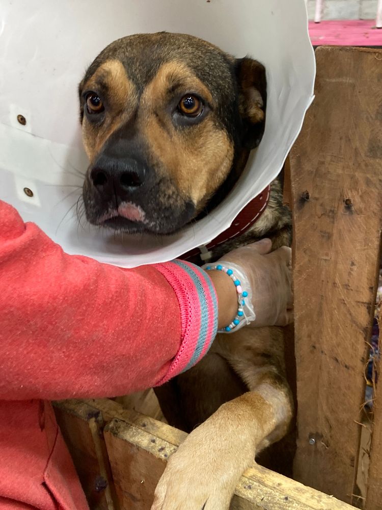 Cão