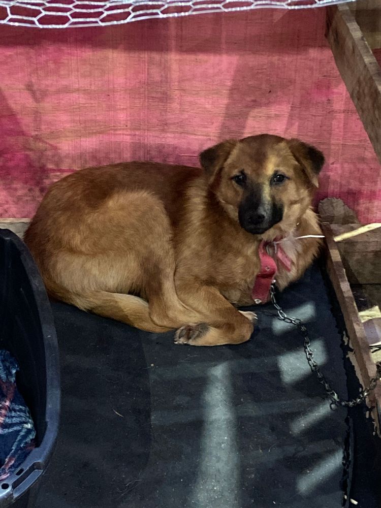 Cão