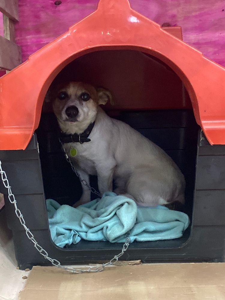 Cão