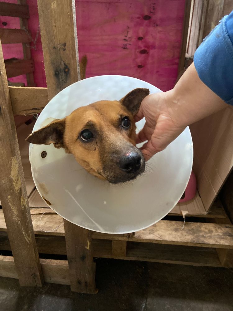 Cão