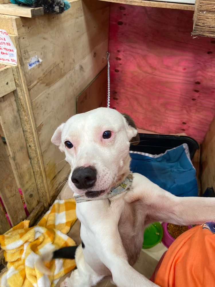 Cão