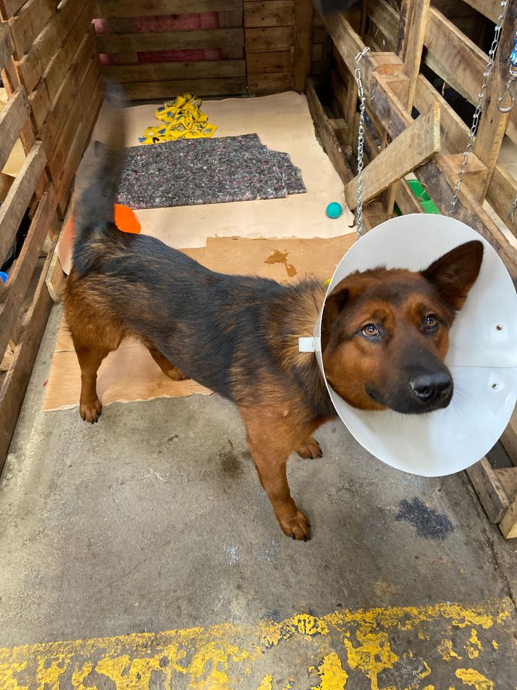 Cão