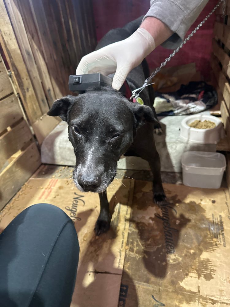 Cão