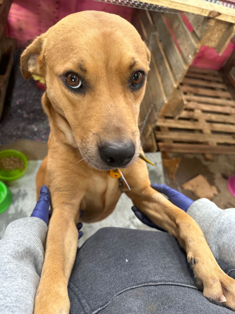 Cão