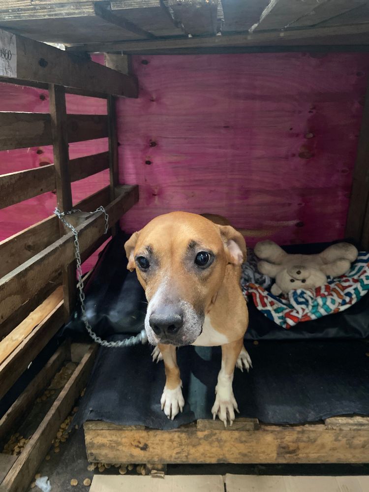 Cão