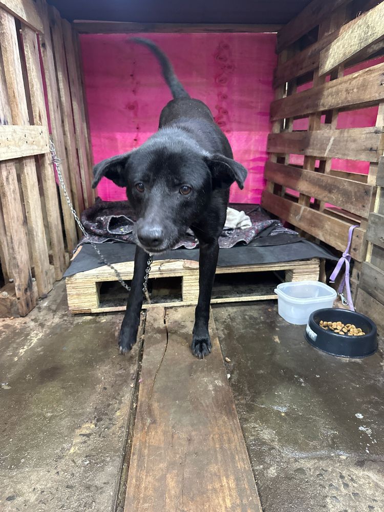 Cão
