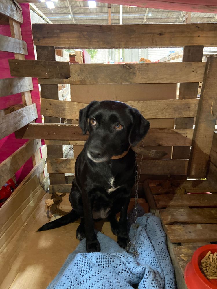 Cão