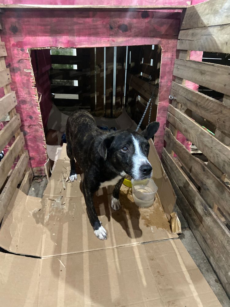Cão