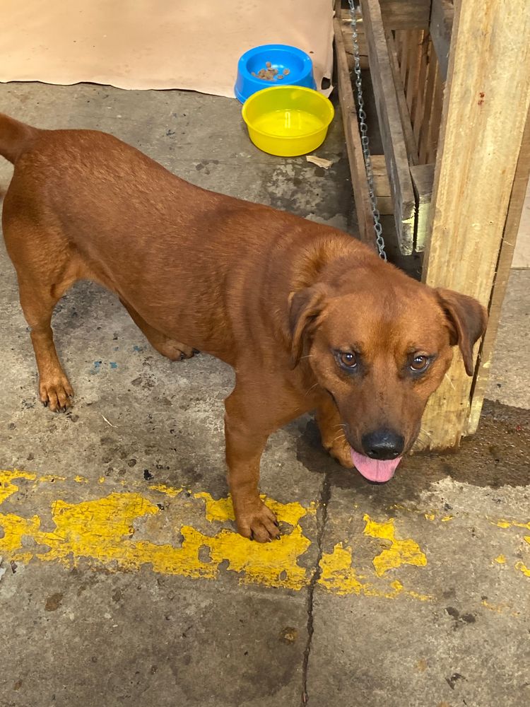 Cão