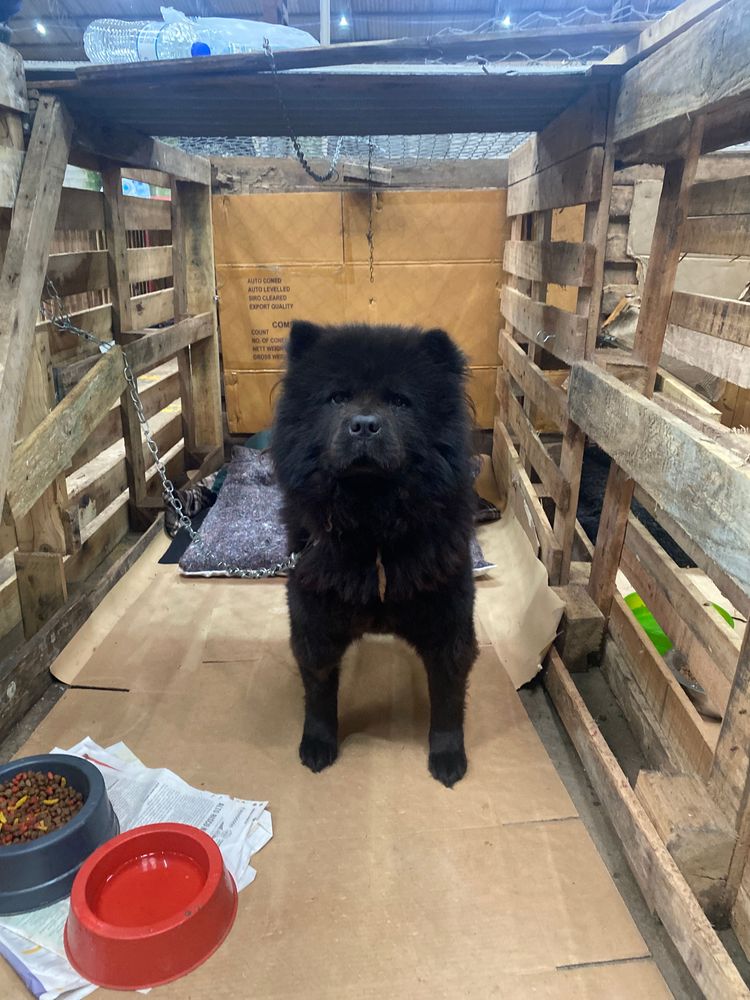 Cão
