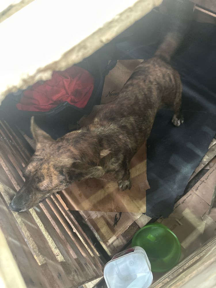 Cão