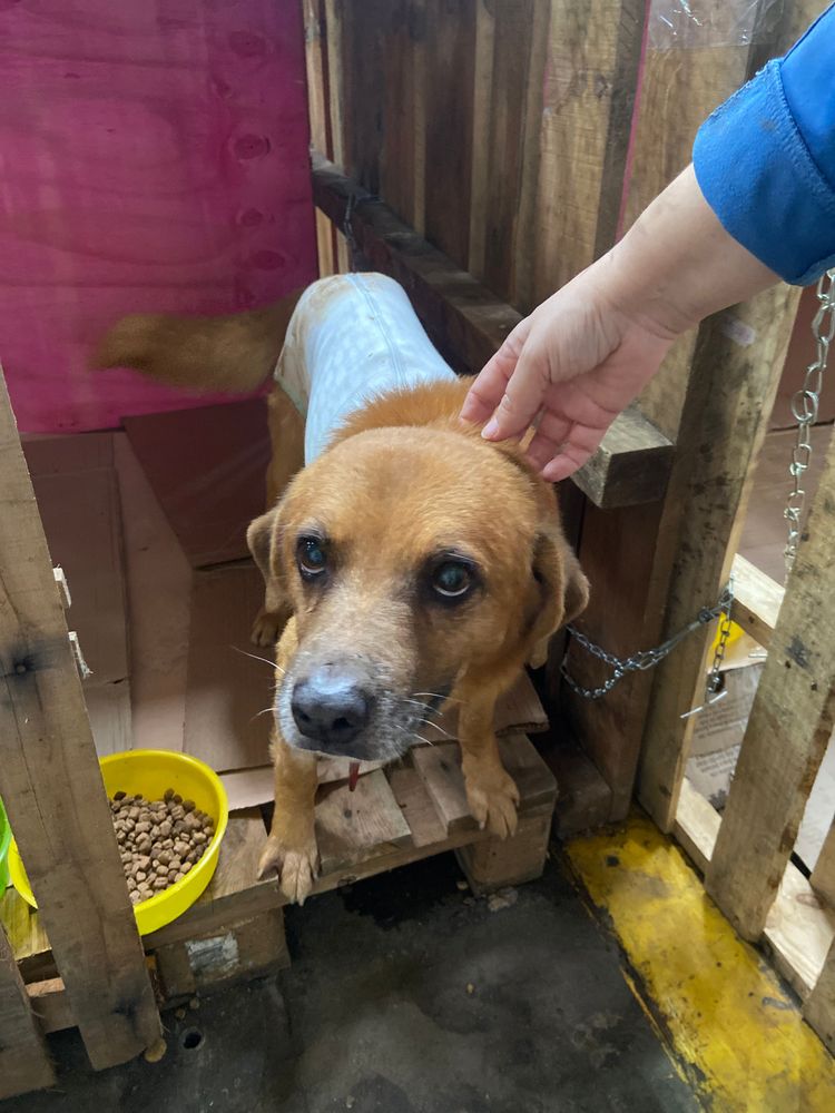 Cão