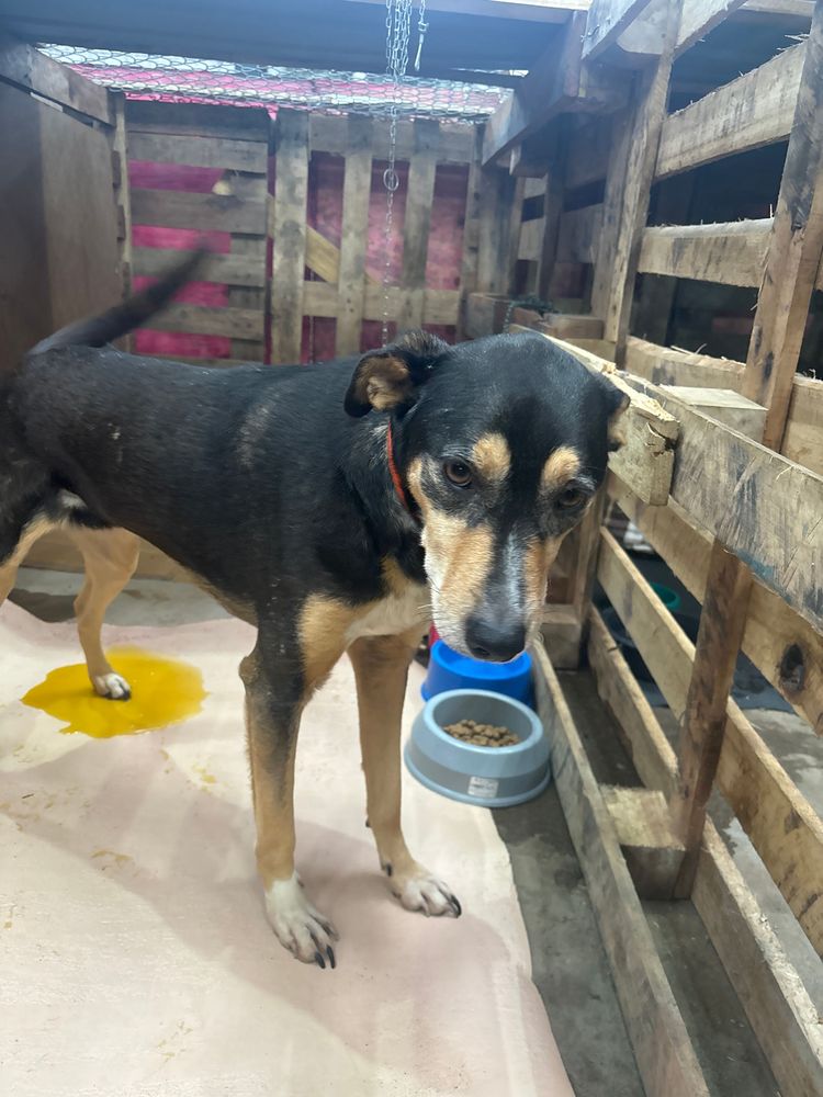 Cão