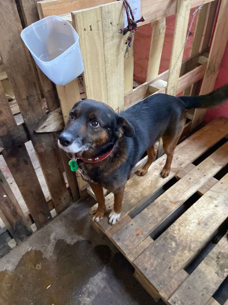 Cão