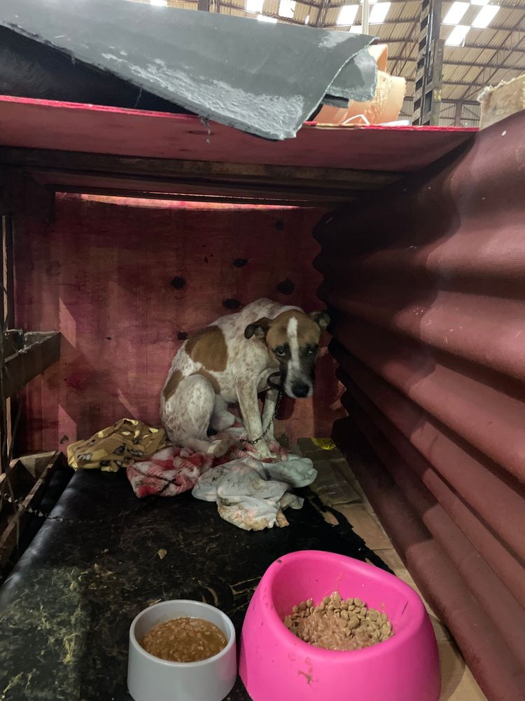 Cão