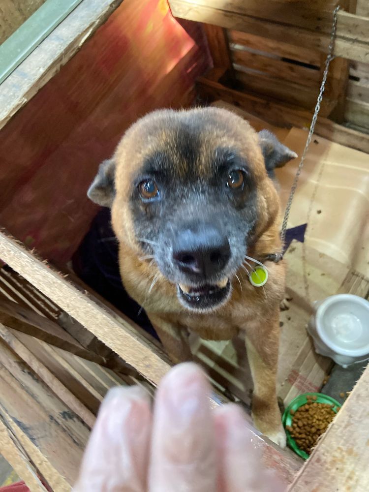 Cão