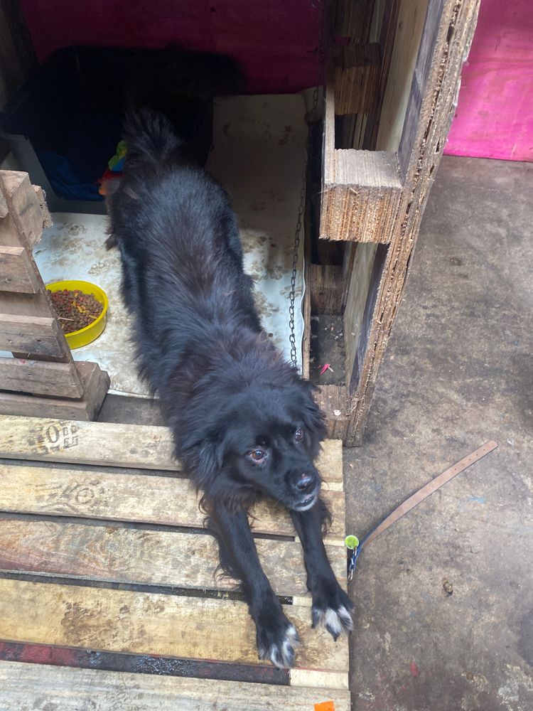 Cão