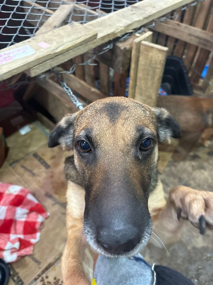 Cão