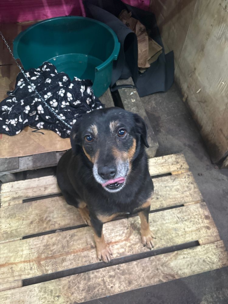 Cão