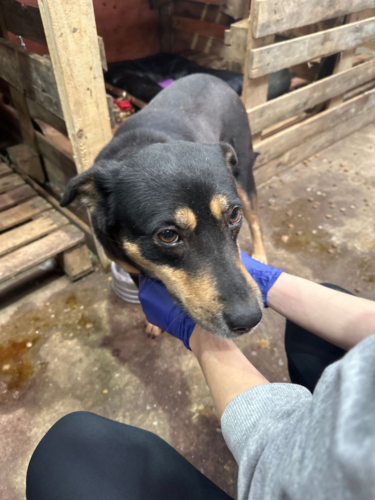 Cão