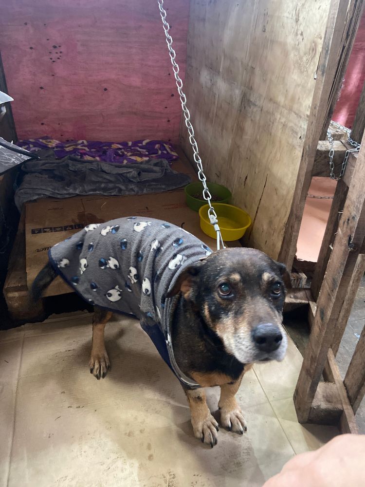 Cão