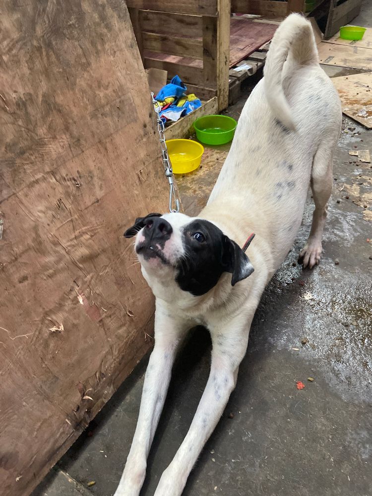 Cão