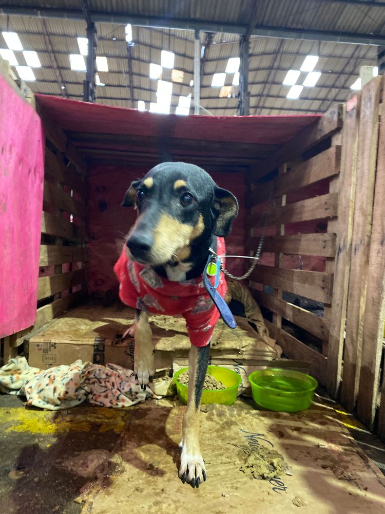 Cão
