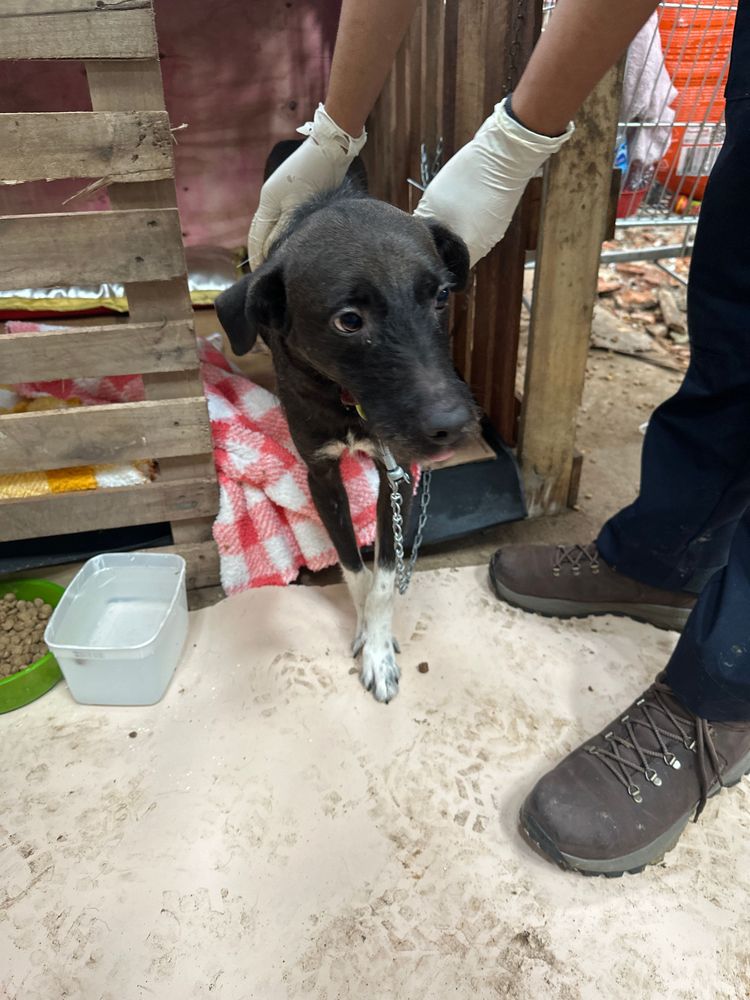 Cão