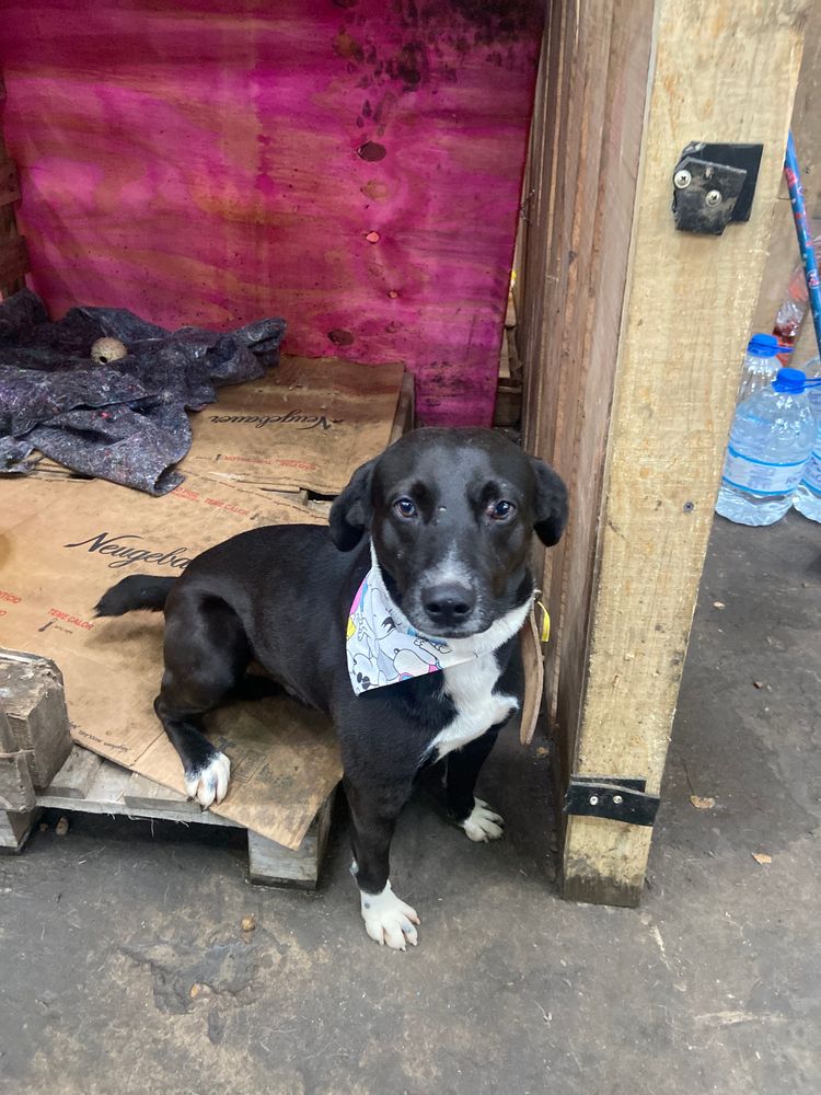 Cão